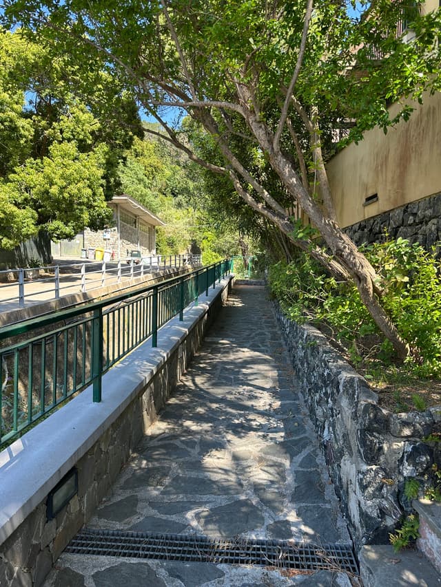 通往房子的林荫小径